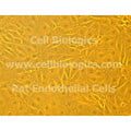 ZDF Rat Diabetic Dermal Microvascular Endothelial Cells – Figure 1 of 1