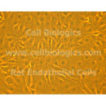 ZDF Rat Diabetic Small Intestinal Microvascular Endothelial Cells – Figure 1 of 1