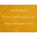 Lewis Rat Primary Vein Endothelial Cells – Figure 1 of 1