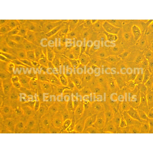 Lewis Rat Primary Vein Endothelial Cells – Figure 1 of 1