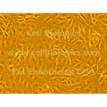 Rat Primary Retinal Microvascular Endothelial Cells – Figure 1 of 1