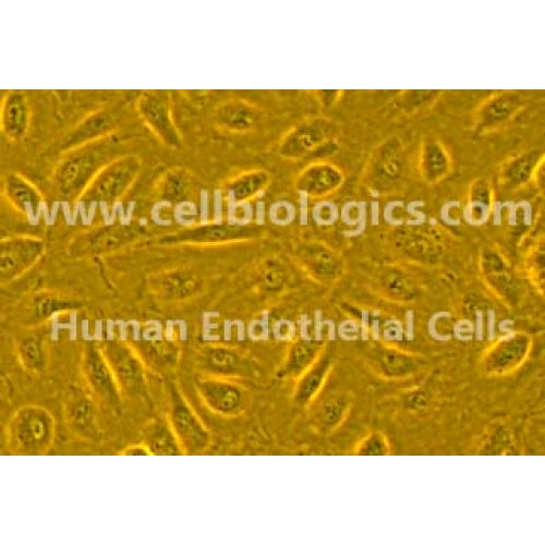 Human Primary Kidney Glomerular Endothelial Cells – Figure 1 of 1