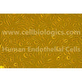 Human Primary Small Intestinal Microvascular Endothelial Cells – Figure 1 of 1