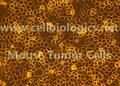 Mouse Tumor Epithelial Cells (Hu. Lung Cancer Origin, H460) – Figure 1 of 1
