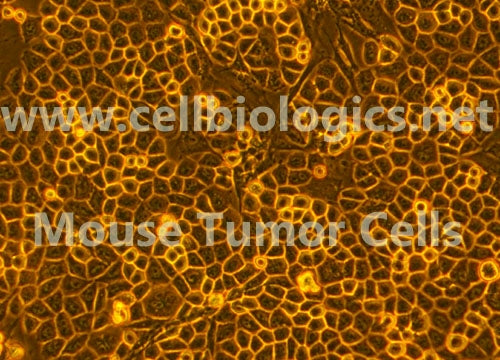 Mouse Tumor Epithelial Cells (Hu. Lung Cancer Origin, H460) – Figure 1 of 1
