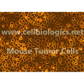 Mouse Tumor Epithelial Cells (Hu. Breast Cancer Origin, MDA-MB-231) – Figure 1 of 1