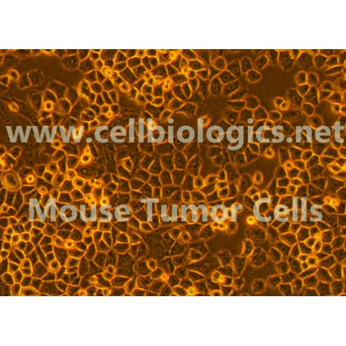 Mouse Tumor Epithelial Cells (Hu. Breast Cancer Origin, MDA-MB-231) – Figure 1 of 1