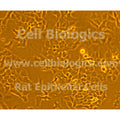 Rat Primary Dermal Epidermal Keratinocytes – Figure 1 of 1
