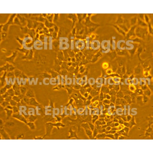 Rat Primary Dermal Epidermal Keratinocytes – Figure 1 of 1
