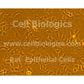 Rat Primary Oral Epidermal Keratinocytes – Figure 1 of 1