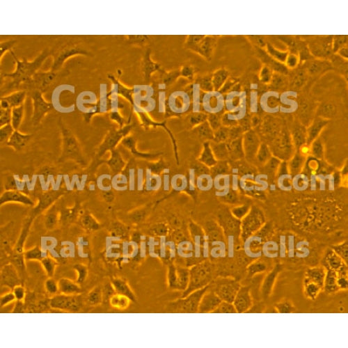 Rat Primary Oral Epidermal Keratinocytes – Figure 1 of 1