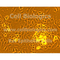 Rat Primary Ovarian Epithelial Cells – Figure 1 of 1