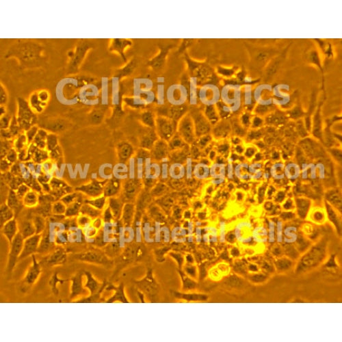 Rat Primary Proximal Tubular Epithelial Cells – Figure 1 of 1