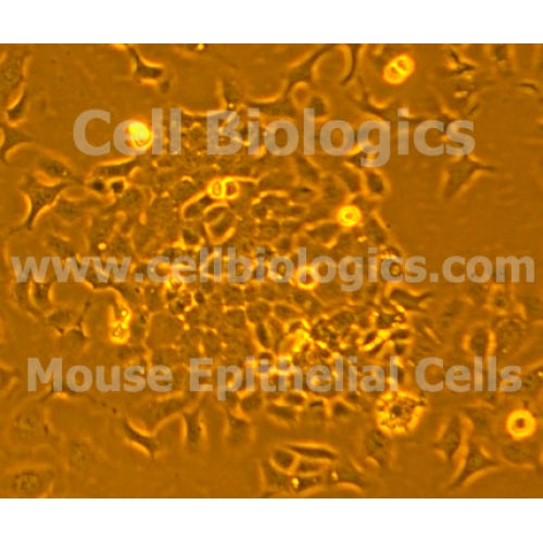 C57BL/6-GFP Mouse Primary Dermal Epithelial Cells – Figure 1 of 1