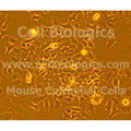 Diabetic Mouse Esophageal Epithelial Cells – Figure 1 of 1