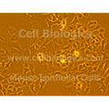 ZDF Rat Diabetic Small Intestinal Epithelial Cells – Figure 1 of 1