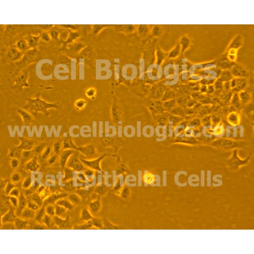 Diabetic Mouse Dermal Epithelial Cells – Figure 1 of 1