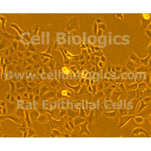 Rat Primary Cholangiocytes – Figure 1 of 1