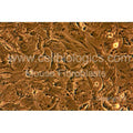 BKS db Mouse Ovarian Fibroblasts – Figure 1 of 1