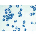 Rat Bone Marrow Neutrophils (Frozen Cells) – Figure 1 of 1