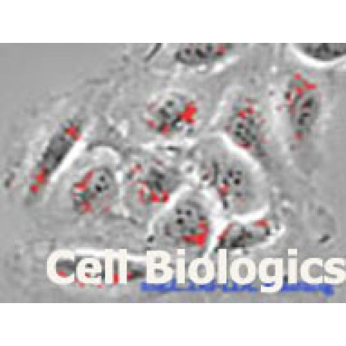 Porcine Primary Vein Endothelial Cells – Figure 1 of 1