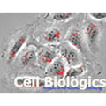 Human Primary Vein Endothelial Cells – Figure 1 of 1
