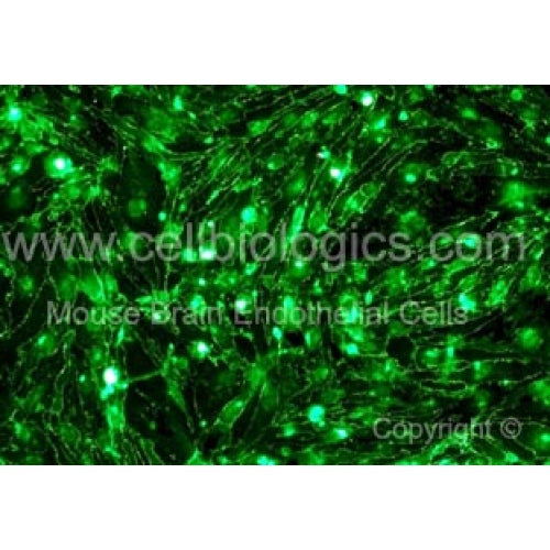 BALB/c Mouse Primary Brain Microvascular Endothelial Cells – Figure 1 of 1