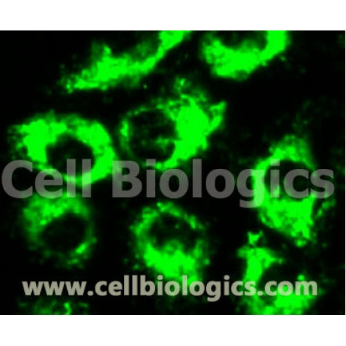 Cynomolgus Monkey Primary Dermal Microvascular Endothelial Cells – Figure 1 of 1