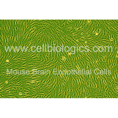 C57BL/6-GFP Mouse Primary Brain Microvascular Endothelial Cells – Figure 1 of 1