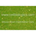 C57BL/6 Mouse Primary Brain Microvascular Endothelial Cells – Figure 1 of 1