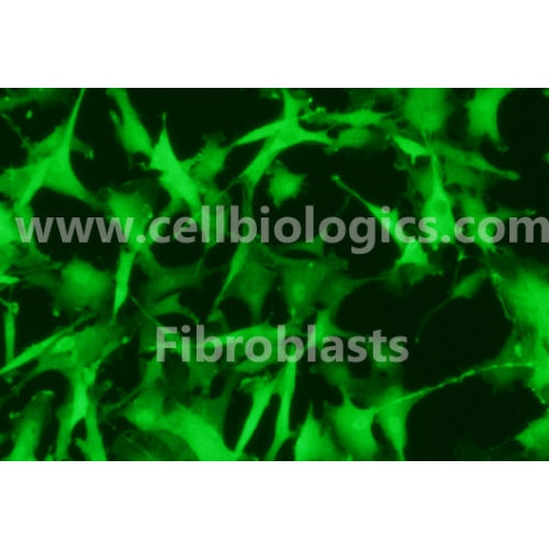 Brown Norway Rat Primary Cardiac Fibroblasts – Figure 1 of 1