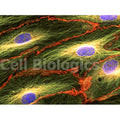 Cynomolgus Monkey Primary Cardiac Microvascular Endothelial Cells – Figure 1 of 1