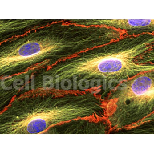 Cynomolgus Monkey Primary Cardiac Microvascular Endothelial Cells – Figure 1 of 1