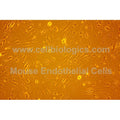 C57BL/6 Mouse Primary Dermal Microvascular Endothelial Cells – Figure 1 of 1