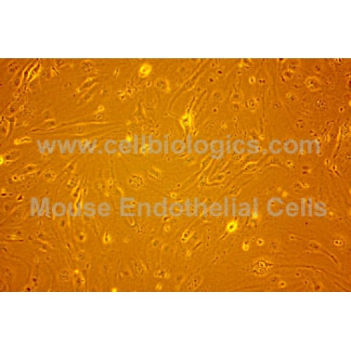 C57BL/6 Mouse Primary Dermal Microvascular Endothelial Cells – Figure 1 of 1