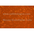 Mouse Tumor-Associated Endothelial Cells (Mouse Breast Cancer Origin, 4T1) – Figure 1 of 1