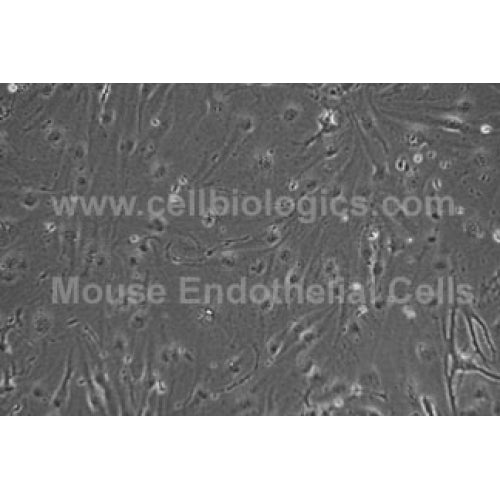 C57BL/6 Mouse Primary Cardiac Microvascular Endothelial Cells – Figure 1 of 1