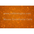 C57BL/6 Mouse Primary Aortic Endothelial Cells – Figure 1 of 1