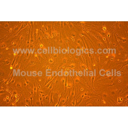 C57BL/6 Mouse Primary Aortic Endothelial Cells – Figure 1 of 1