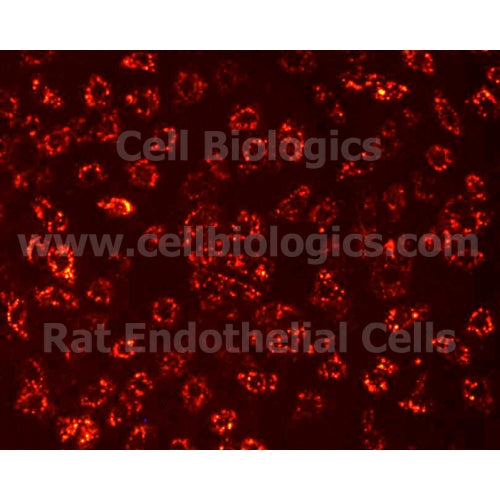 Lewis Rat Primary Kidney Glomerular Endothelial Cells – Figure 1 of 1