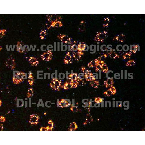 Rat Primary Colonic Microvascular Endothelial Cells – Figure 1 of 1