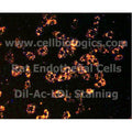 Rat Primary Liver Sinusoidal Endothelial Cells – Figure 1 of 1