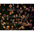 Rat Primary Dermal Microvascular Endothelial Cells – Figure 1 of 1