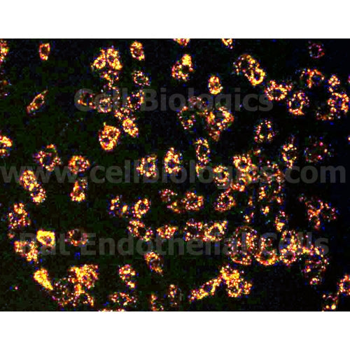 Rat Primary Dermal Microvascular Endothelial Cells – Figure 1 of 1