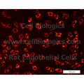 Rat Primary Prostate Microvascular Endothelial Cells – Figure 1 of 1
