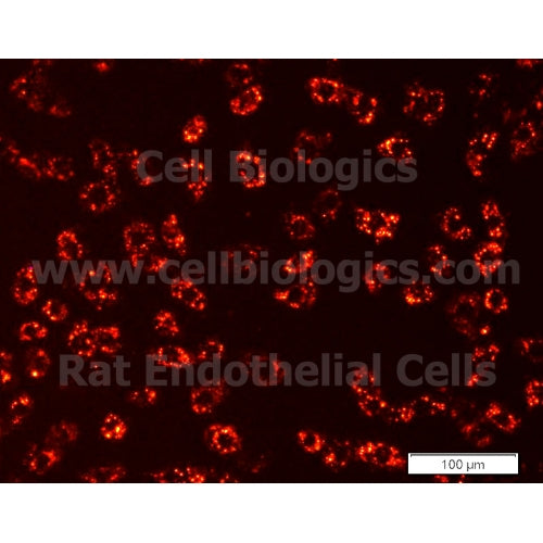 Rat Primary Prostate Microvascular Endothelial Cells – Figure 1 of 1