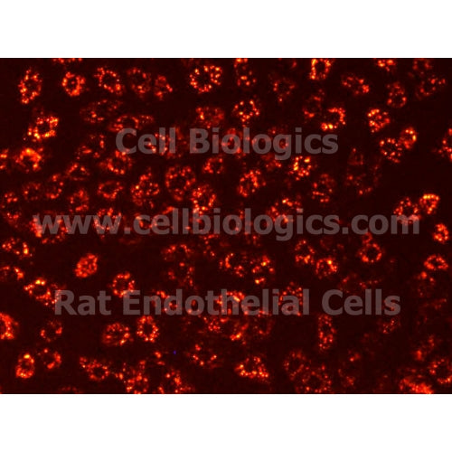 Lewis Rat Primary Pulmonary Artery Endothelial Cells – Figure 1 of 1