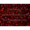 Rat Primary Pulmonary Vein Endothelial Cells – Figure 1 of 1