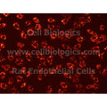 Rat Primary Placental Microvascular Endothelial Cells – Figure 1 of 1