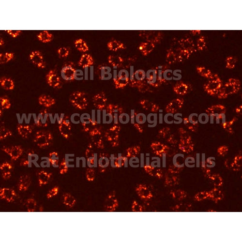 Rat Primary Placental Microvascular Endothelial Cells – Figure 1 of 1